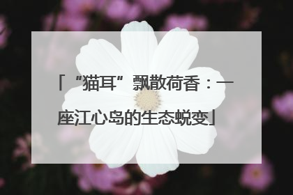 “猫耳”飘散荷香：一座江心岛的生态蜕变