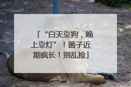“白天靠狗，晚上靠灯”！菌子近期疯长！别乱捡