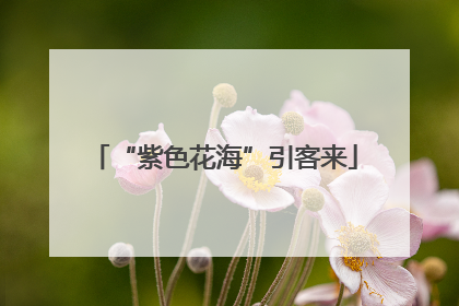“紫色花海”引客来