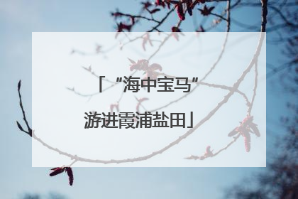 “海中宝马”游进霞浦盐田