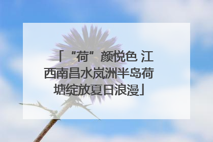 “荷”颜悦色 江西南昌水岚洲半岛荷塘绽放夏日浪漫