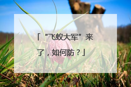 “飞蚁大军”来了，如何防？