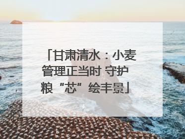 甘肃清水：小麦管理正当时 守护粮“芯”绘丰景