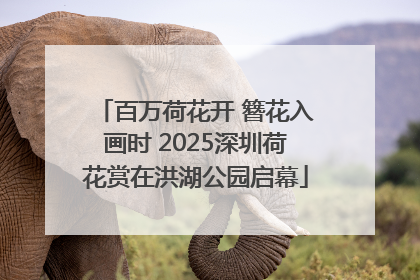 百万荷花开 簪花入画时 2025深圳荷花赏在洪湖公园启幕