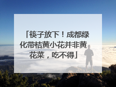筷子放下！成都绿化带桔黄小花并非黄花菜，吃不得