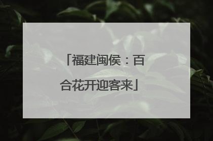 福建闽侯：百合花开迎客来