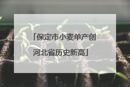 保定市小麦单产创河北省历史新高