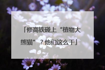 修高铁碰上“植物大熊猫”？他们这么干