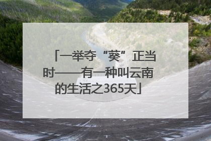 一举夺“葵”正当时——有一种叫云南的生活之365天