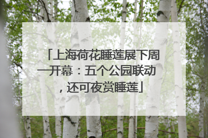 上海荷花睡莲展下周一开幕：五个公园联动，还可夜赏睡莲
