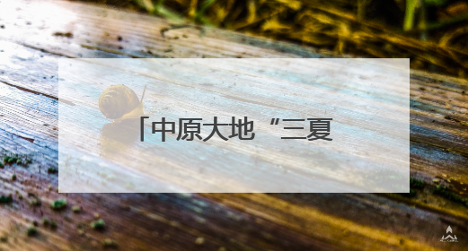 中原大地“三夏”忙丨机收运输畅行无阻 金粒归仓保障有力