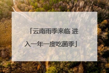 云南雨季来临 进入一年一度吃菌季
