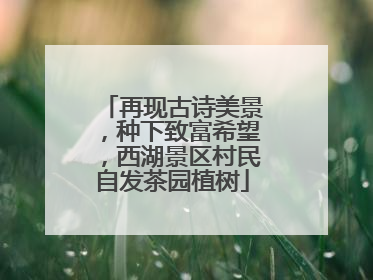 再现古诗美景，种下致富希望，西湖景区村民自发茶园植树