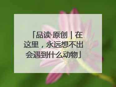 品读·原创｜在这里，永远想不出会遇到什么动物