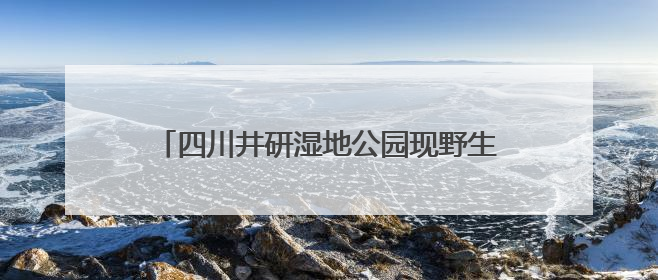 四川井研湿地公园现野生猕猴 “房客”：栖桥墩、荡线缆……林业局：已“请”到救助站，将放归自然