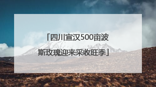 四川宣汉500亩波斯玫瑰迎来采收旺季