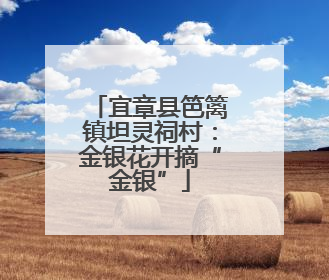 宜章县笆篱镇坦灵祠村：金银花开摘“金银”