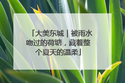 大美东城｜被雨水吻过的荷塘，藏着整个夏天的温柔