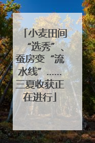 小麦田间“选秀”、蚕房变“流水线”……三夏收获正在进行