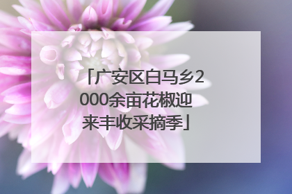 广安区白马乡2000余亩花椒迎来丰收采摘季