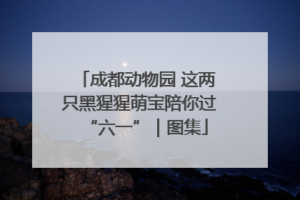成都动物园 这两只黑猩猩萌宝陪你过“六一”｜图集