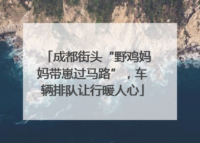 成都街头“野鸡妈妈带崽过马路”，车辆排队让行暖人心