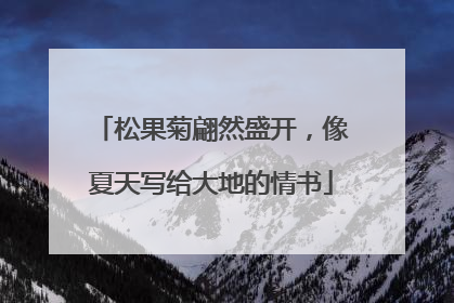 松果菊翩然盛开，像夏天写给大地的情书