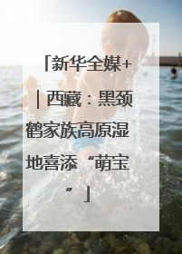 新华全媒+｜西藏：黑颈鹤家族高原湿地喜添“萌宝”