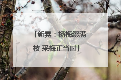 新晃：杨梅缀满枝 采梅正当时