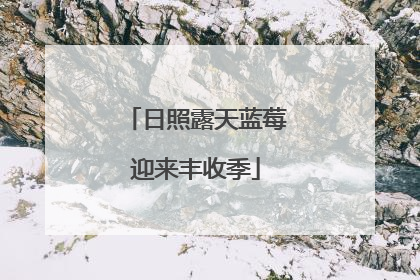 日照露天蓝莓迎来丰收季