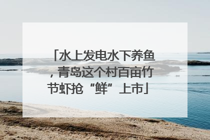 水上发电水下养鱼，青岛这个村百亩竹节虾抢“鲜”上市