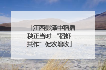 江西彭泽中稻插秧正当时 “稻虾共作”促农增收