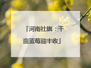 河南社旗：千亩蓝莓迎丰收