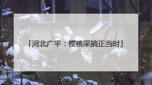河北广平：樱桃采摘正当时