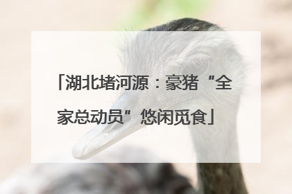 湖北堵河源：豪猪“全家总动员”悠闲觅食