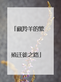 藏羚羊的繁殖迁徙之路