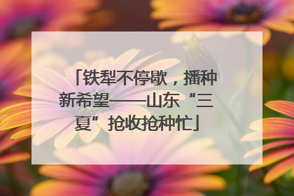 铁犁不停歇，播种新希望——山东“三夏”抢收抢种忙