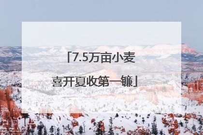 7.5万亩小麦喜开夏收第一镰